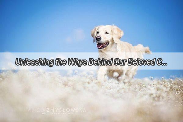 Unleashing the Whys Behind Our Beloved Canines A Journey into the Hearts of Mans Best Friend